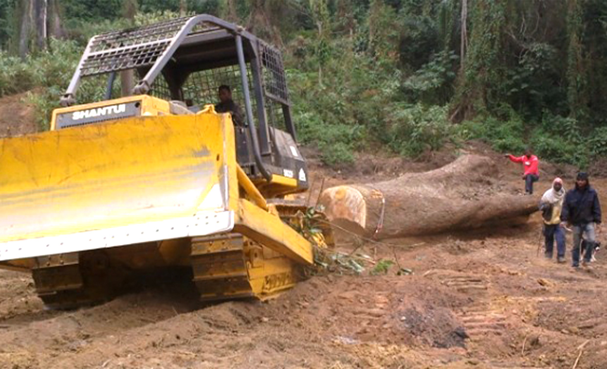 Die Planierraupe Shantui SD22F wird in Argentinien für die Waldrodung und den Holzeinschlag eingesetzt